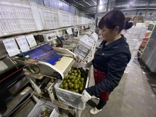 当客服指尖舞动千次咨询，蒲江猕猴桃乘天猫双11东风破浪